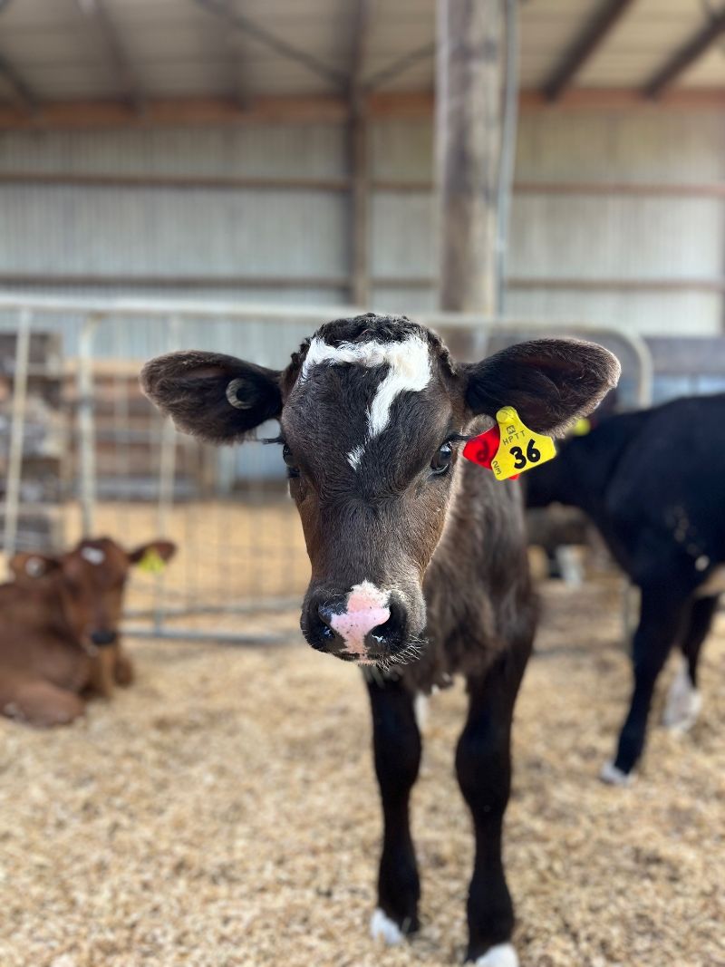 OwlFarmNZ tweet media