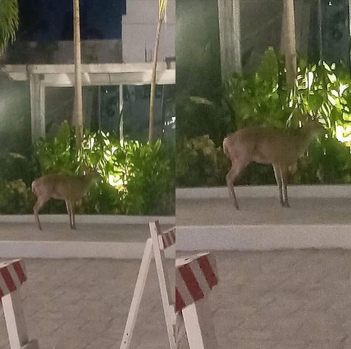 ✅ VENADO HERIDO EN LA COSTERA: CRECEN DUDAS SOBRE EL MANEJO DEL CLUB DE GOLF DE #ACAPULCO

La madrugada del martes fue localizado un venado herido 🦌, en el acceso del antiguo Hotel El Cano, en la Zona Dorada de Acapulco. El animal habría salido de los terrenos del Club de Golf,