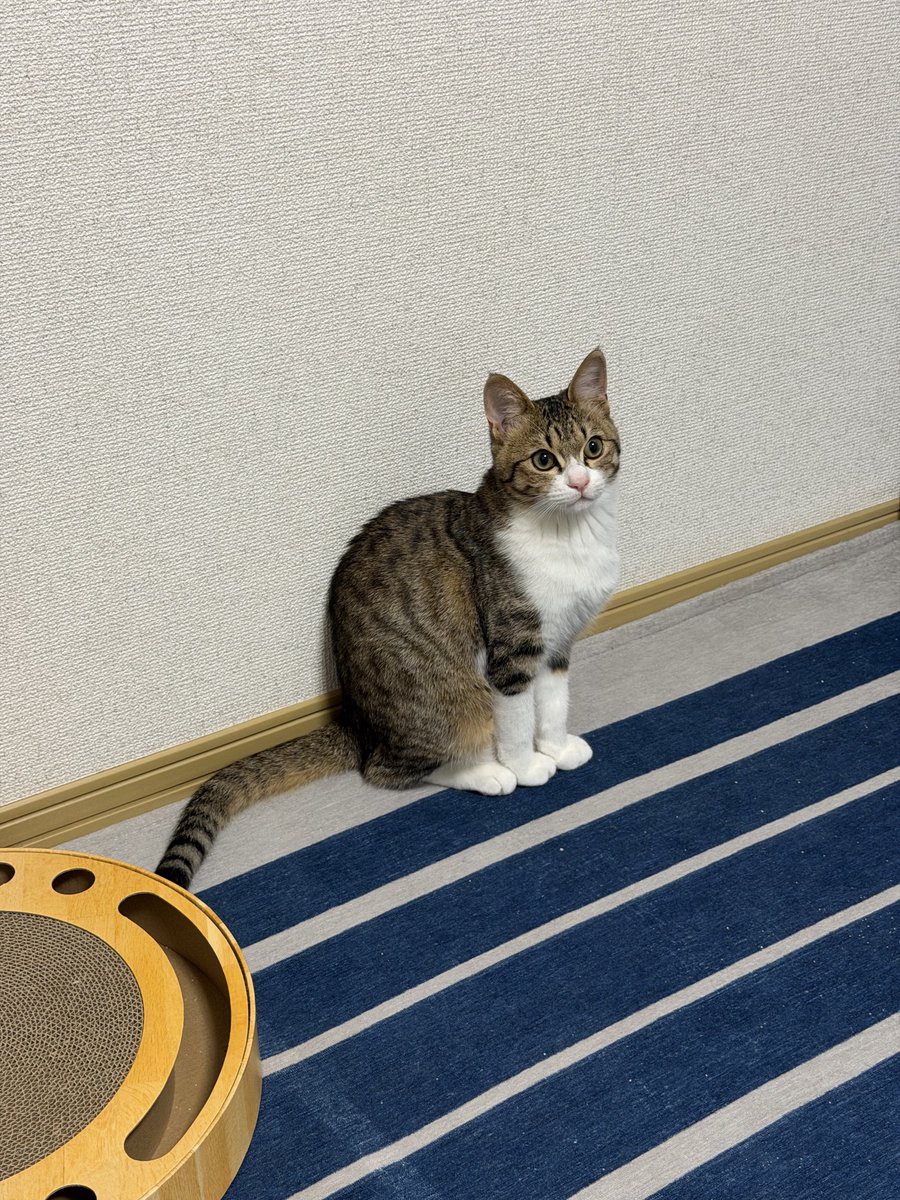 保護猫ラオと不器用男。 tweet media