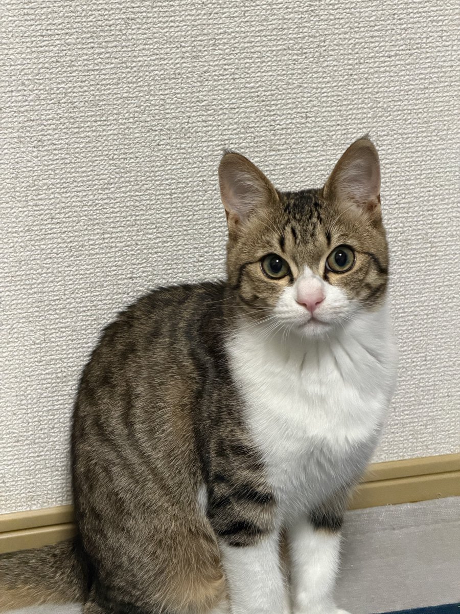 保護猫ラオと不器用男。 tweet media
