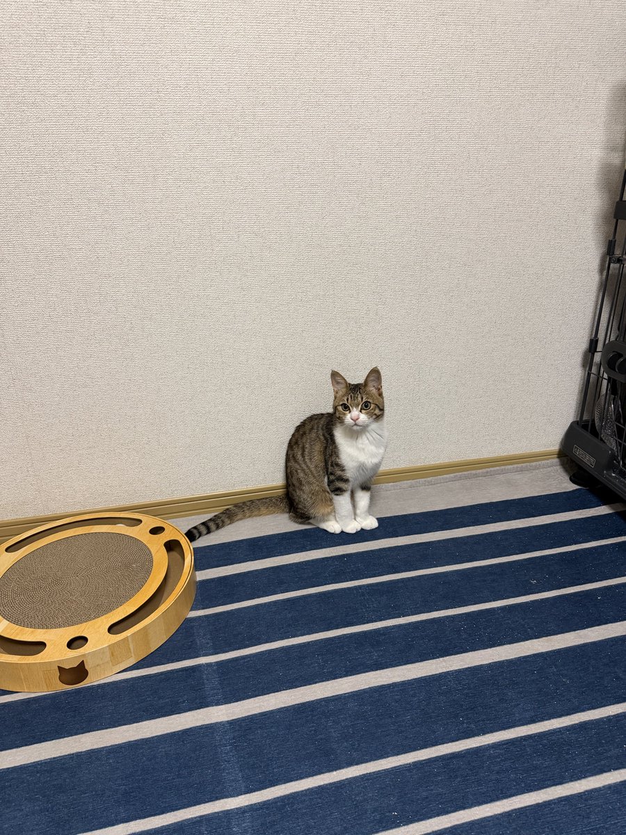 保護猫ラオと不器用男。 tweet media