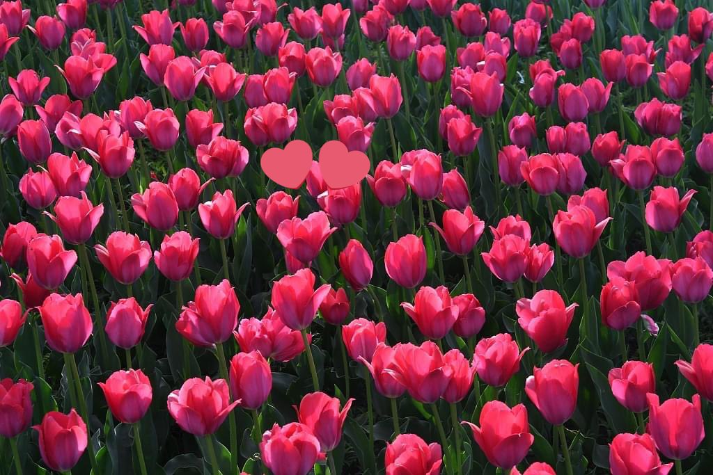 Madiha915's tweet image. Notice the people 
who are happy 
with your happiness 
and become sad with 
Your sadness 
They are the people 
who deserve the special 
Place in your life 
🌿🩷🌿🩷🌿🩷
#MidWeek 
#SehriTime 
#GoodMorning 
#اردو_زبان