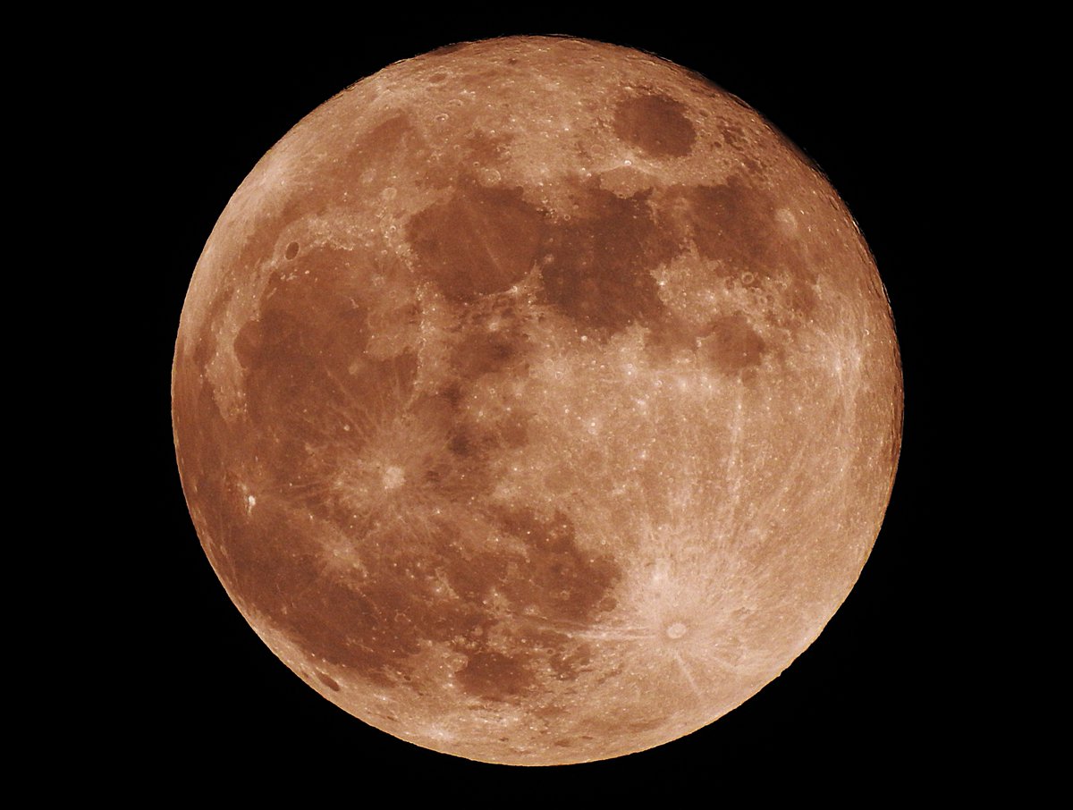 Nigey`s Wild Walks tweet media