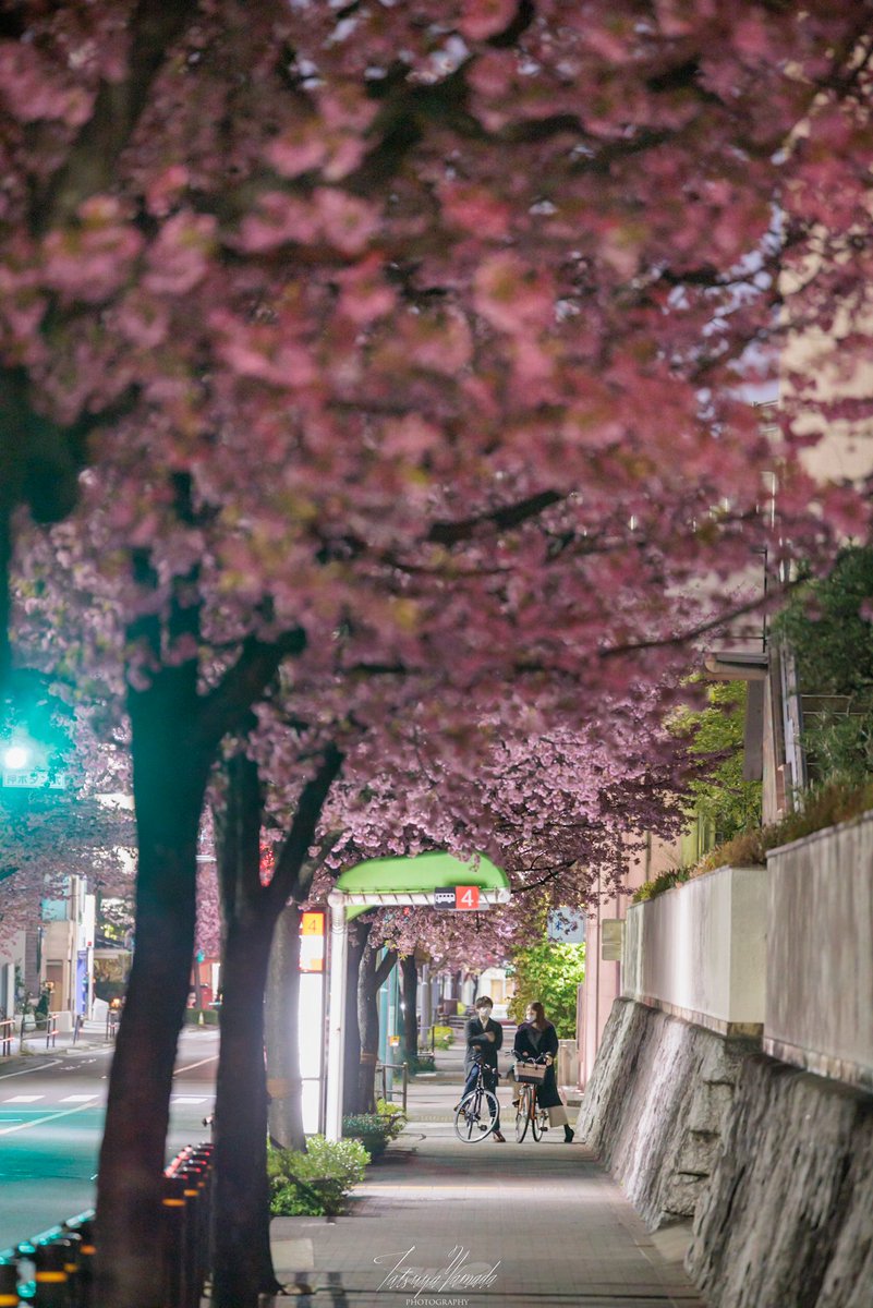夜、オオカンザクラの並木道の下で

-名古屋市東区-