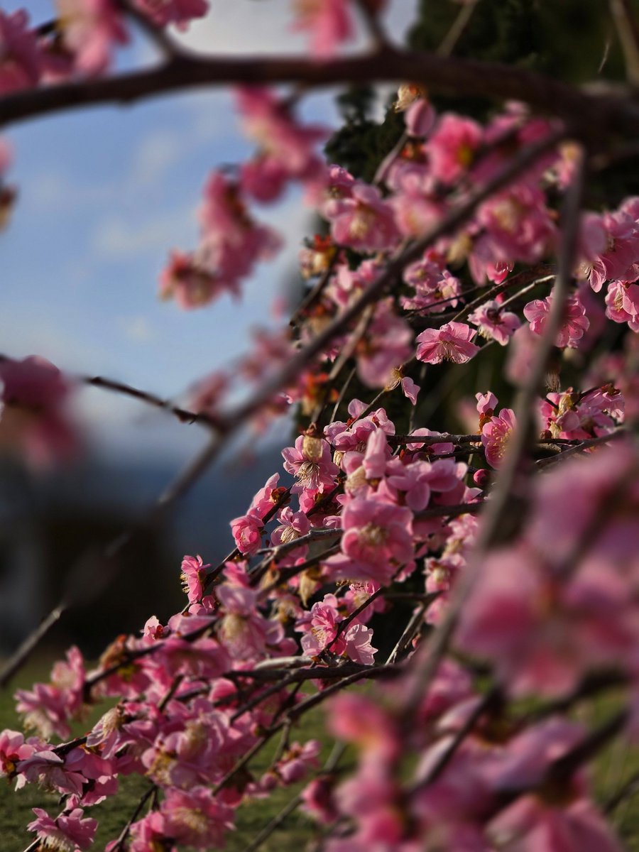 mako1975 2nd tweet media