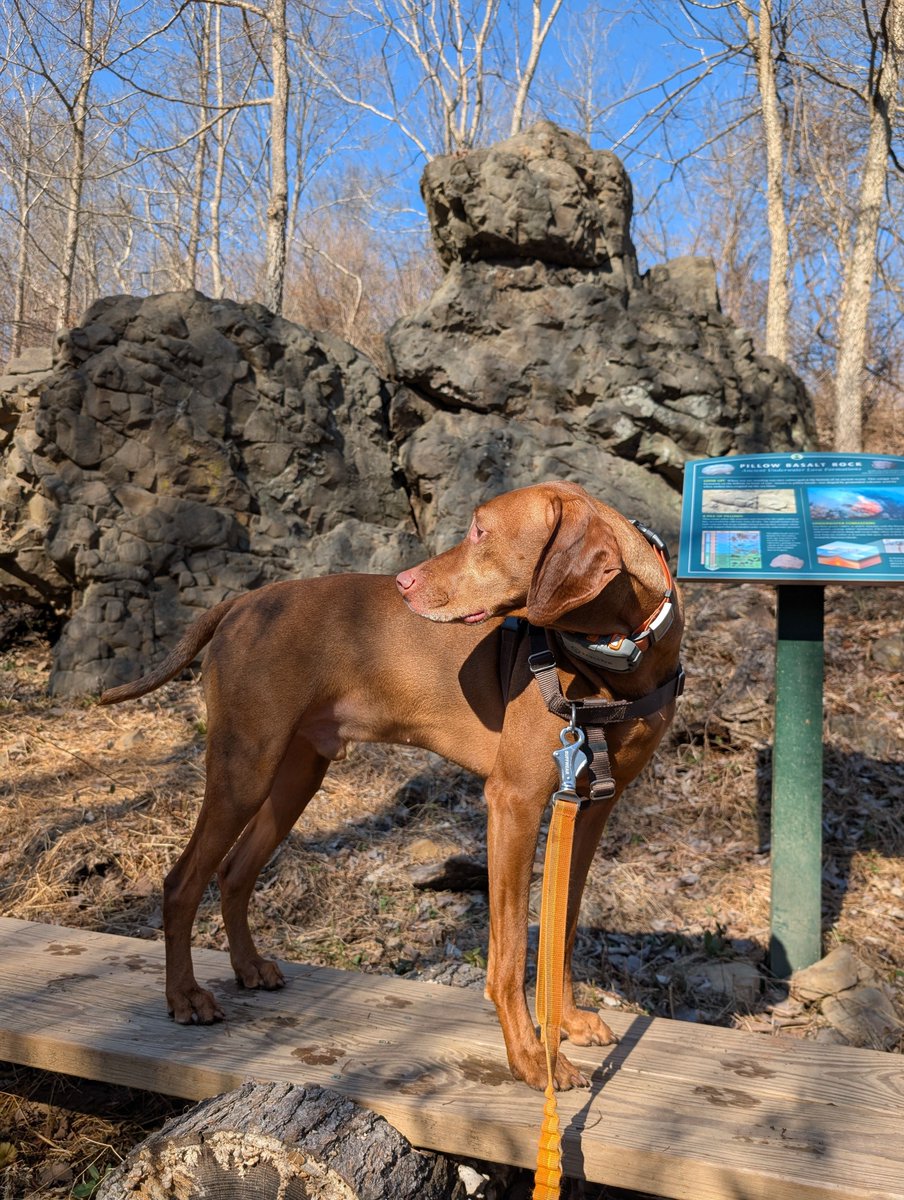 Intrepid Pup tweet media