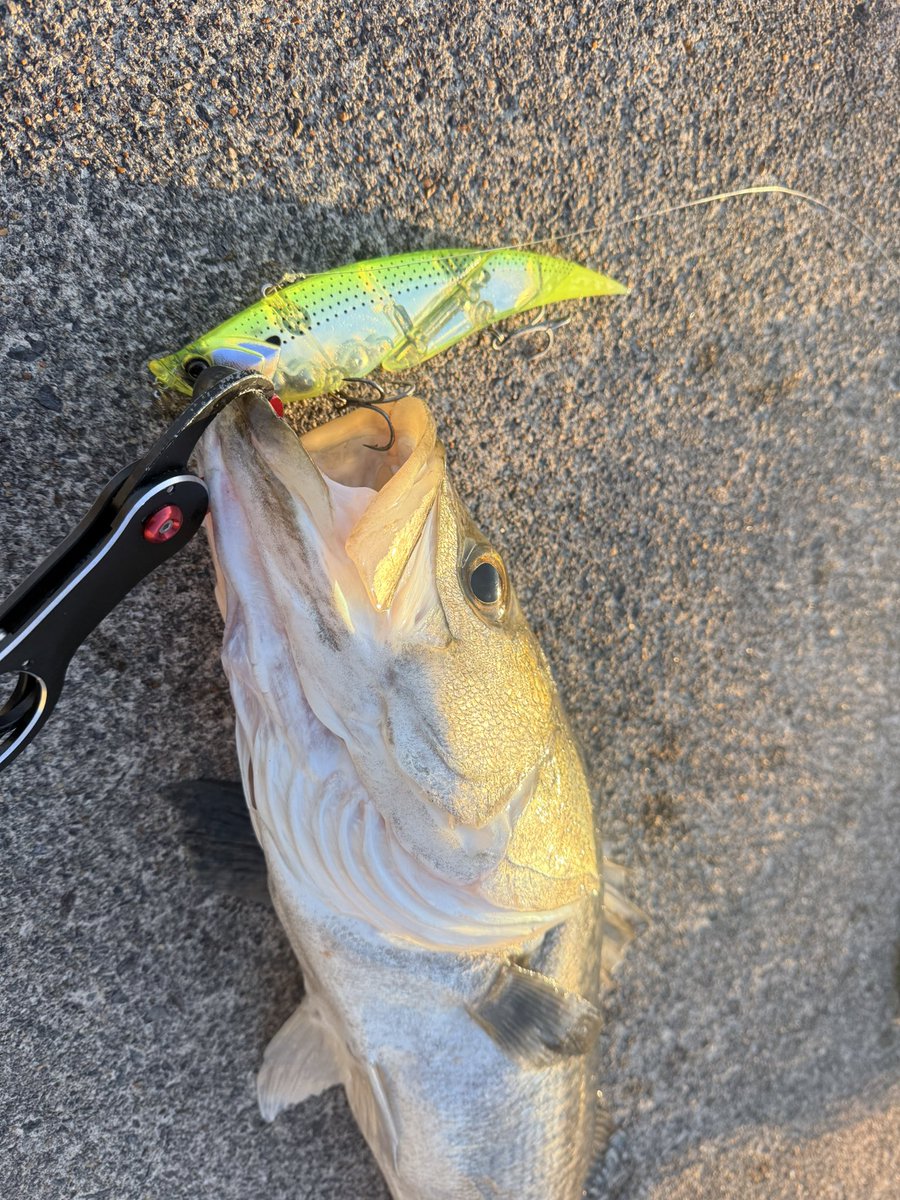 AKIRA_AKIRA_AK's tweet image. モーニングバイトです！！
 #ELEMENTS  #ダヴィンチ190  #シーバス  #ルアーフィッシング  #ビッグベイト