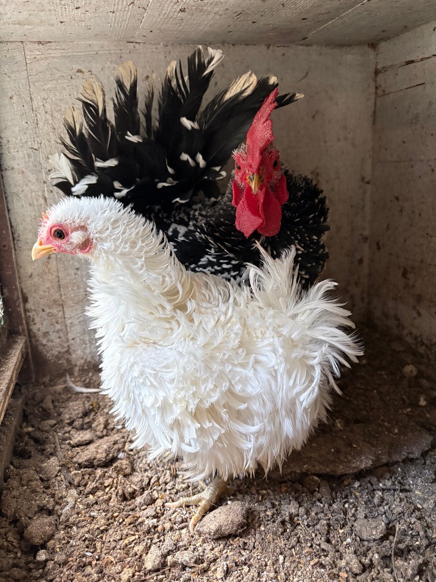 ポポチョロ🐦💨 (@1b4fc39ec9e04d3) / Posts / X