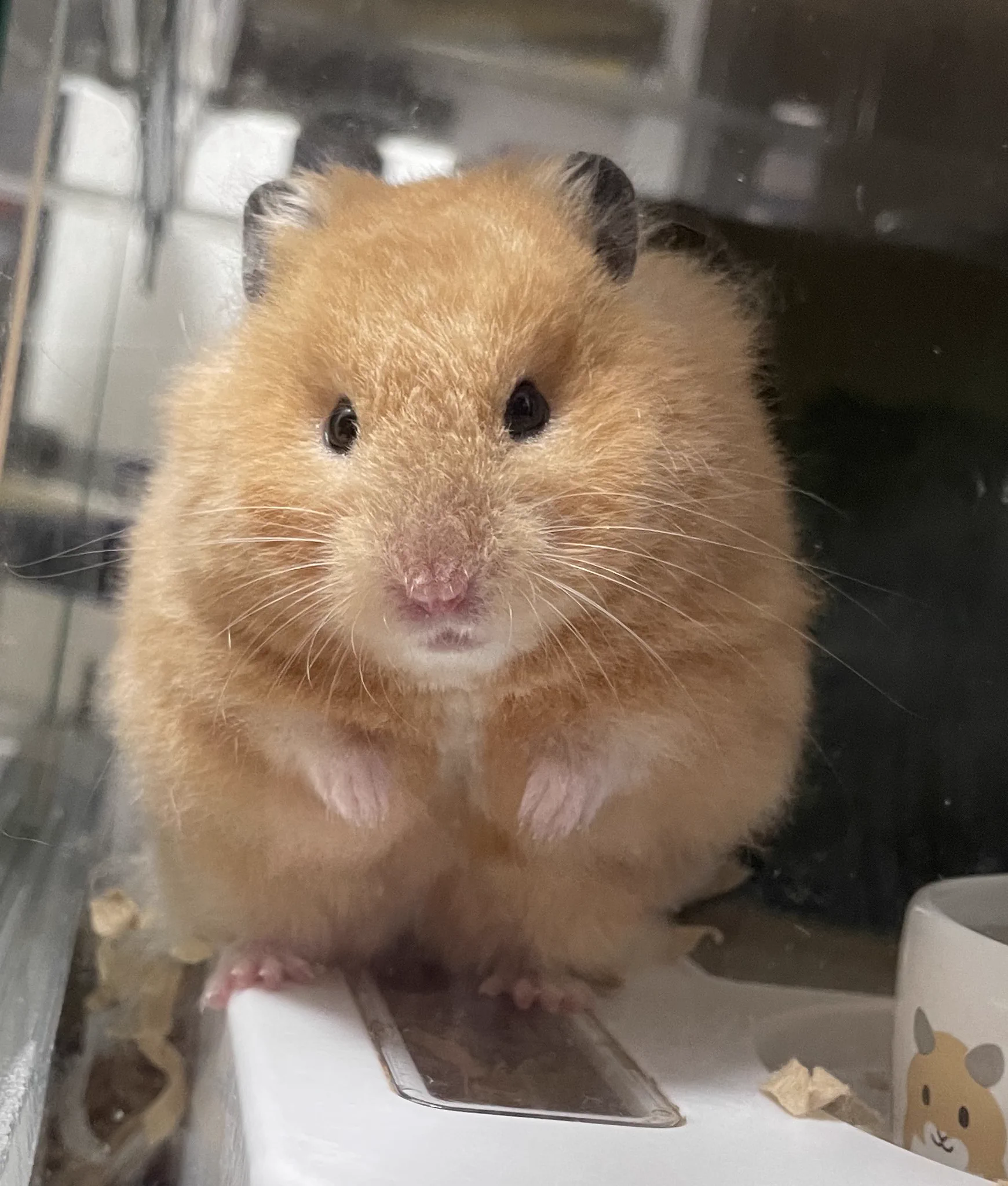 Xでハムスターの可愛い日常投稿が癒しの波を広げる