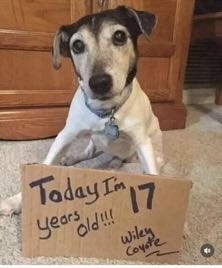ADogNamedMaybe's tweet photo. There’s hope for me yet! I’m only 13. And he could be my twin https://t.co/uT1m2Q1nrp