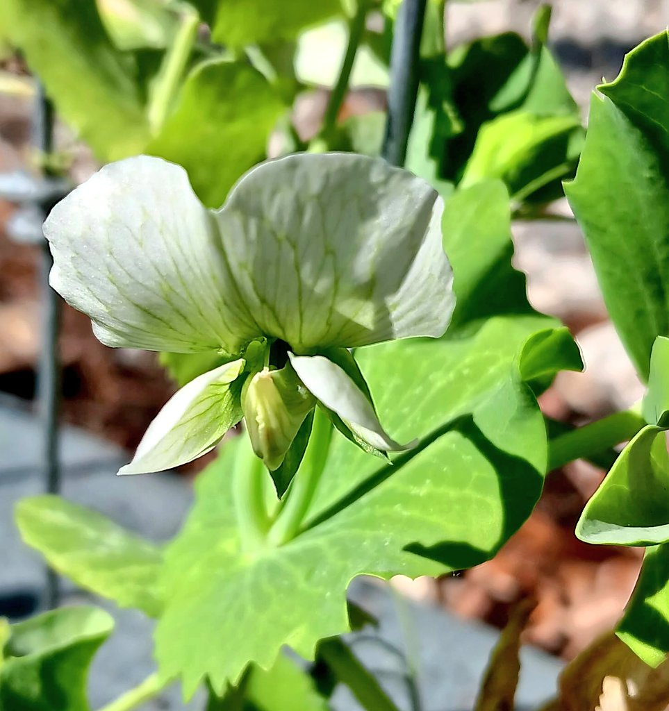 Beautiful Sugar Pea flower 
#growyourownfood