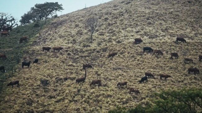 IEcologiaUNAM's tweet photo. La Red de Ganadería Sostenible ReGaSo nos comparte su documental “Construyendo un sueño colectivo, hacia una ganadería sostenible” 📹🐄🌱

¡Únete al sueño y adéntrate en las increíbles zonas ganaderas de Los Tuxtlas! 

Míralo aquí: https://t.co/TlnwbZKf8k https://t.co/mSCHZXbn19