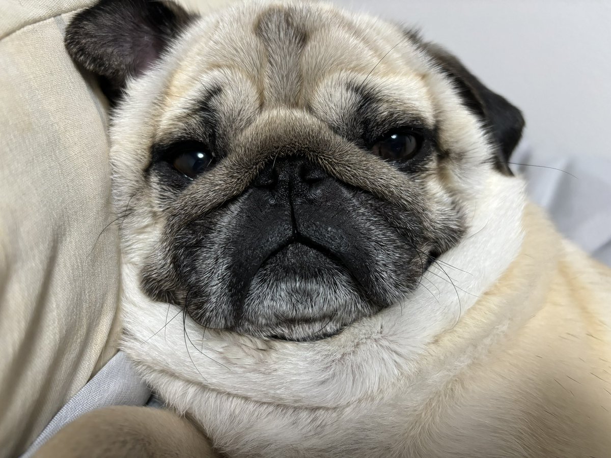 パグお(パグファンシャー) (@pug3ta) / Posts / X