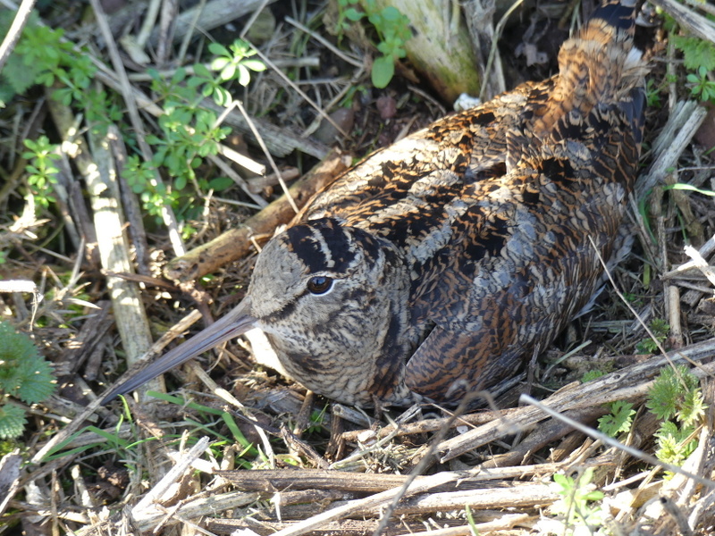 george hogg tweet media