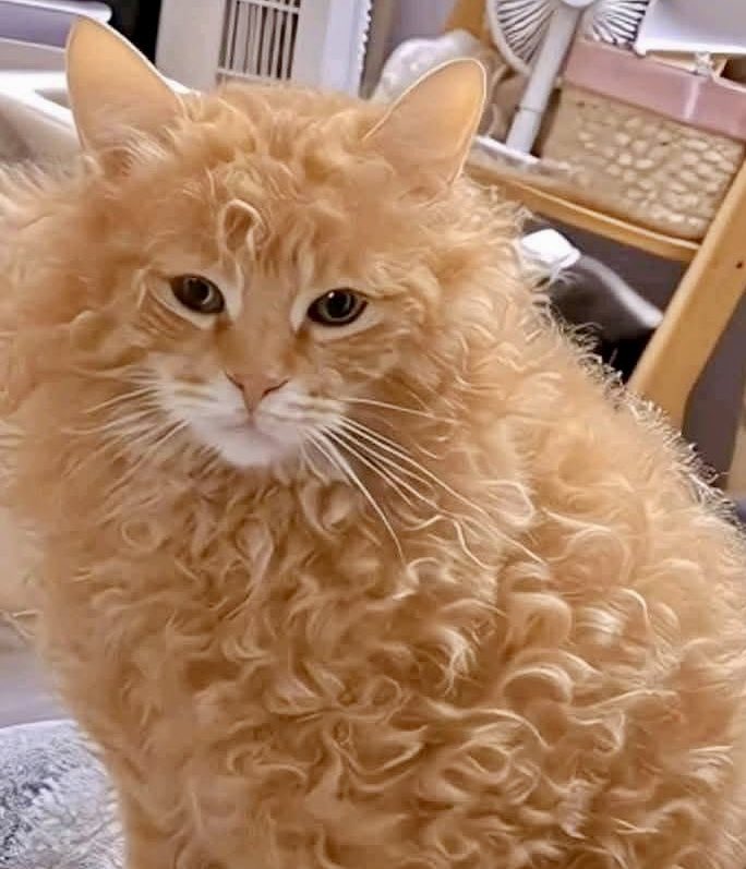 ✩ CEL ✩ (@moonlithoax) on Twitter photo 