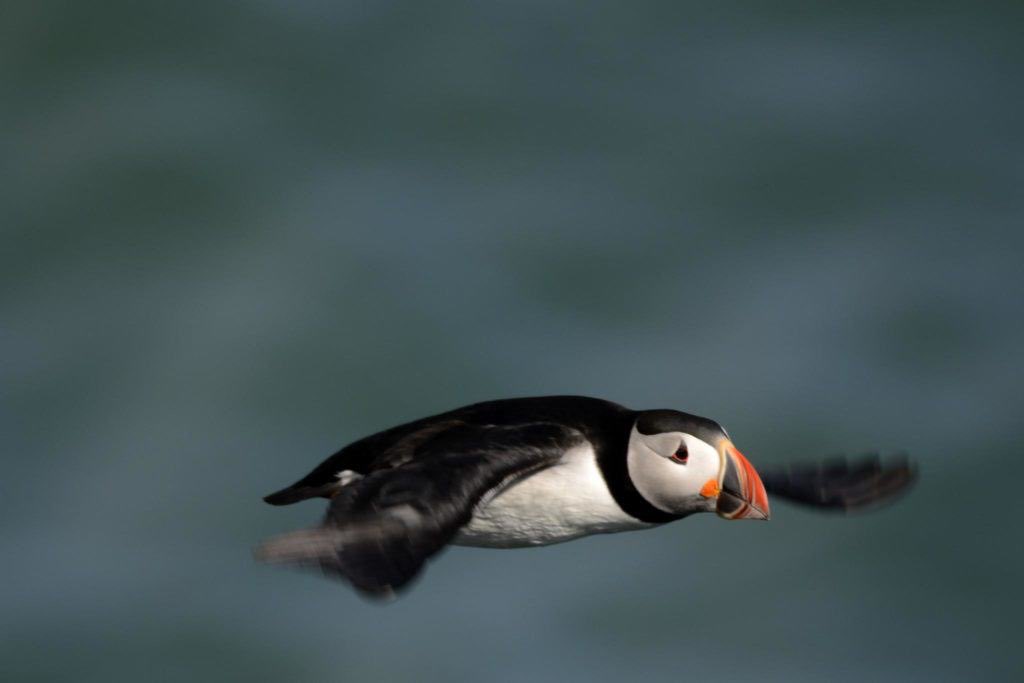 Puffins Daily tweet media