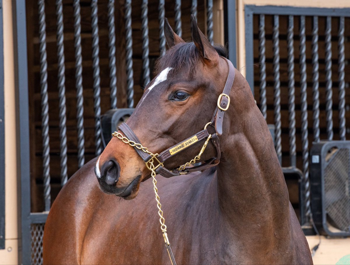 Jenrick Thoroughbreds tweet media