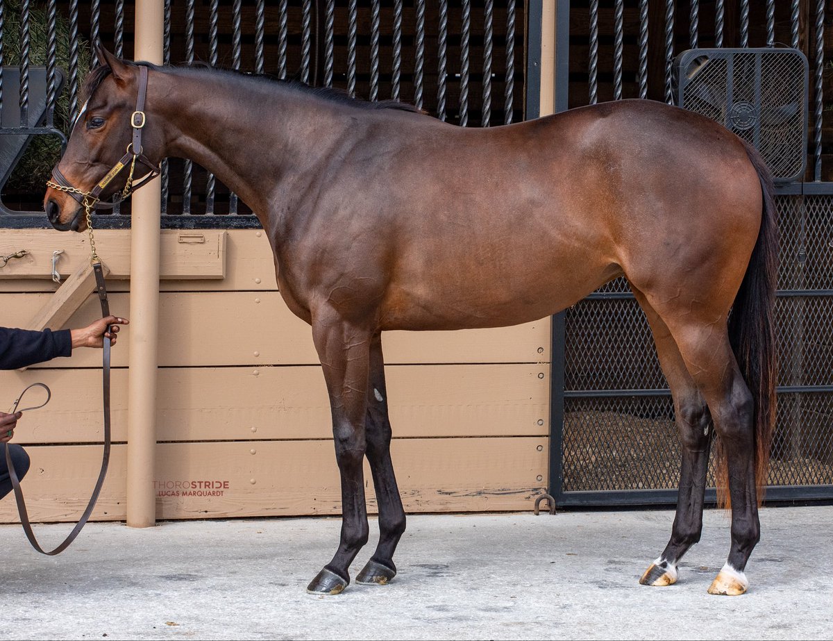 Jenrick Thoroughbreds tweet media