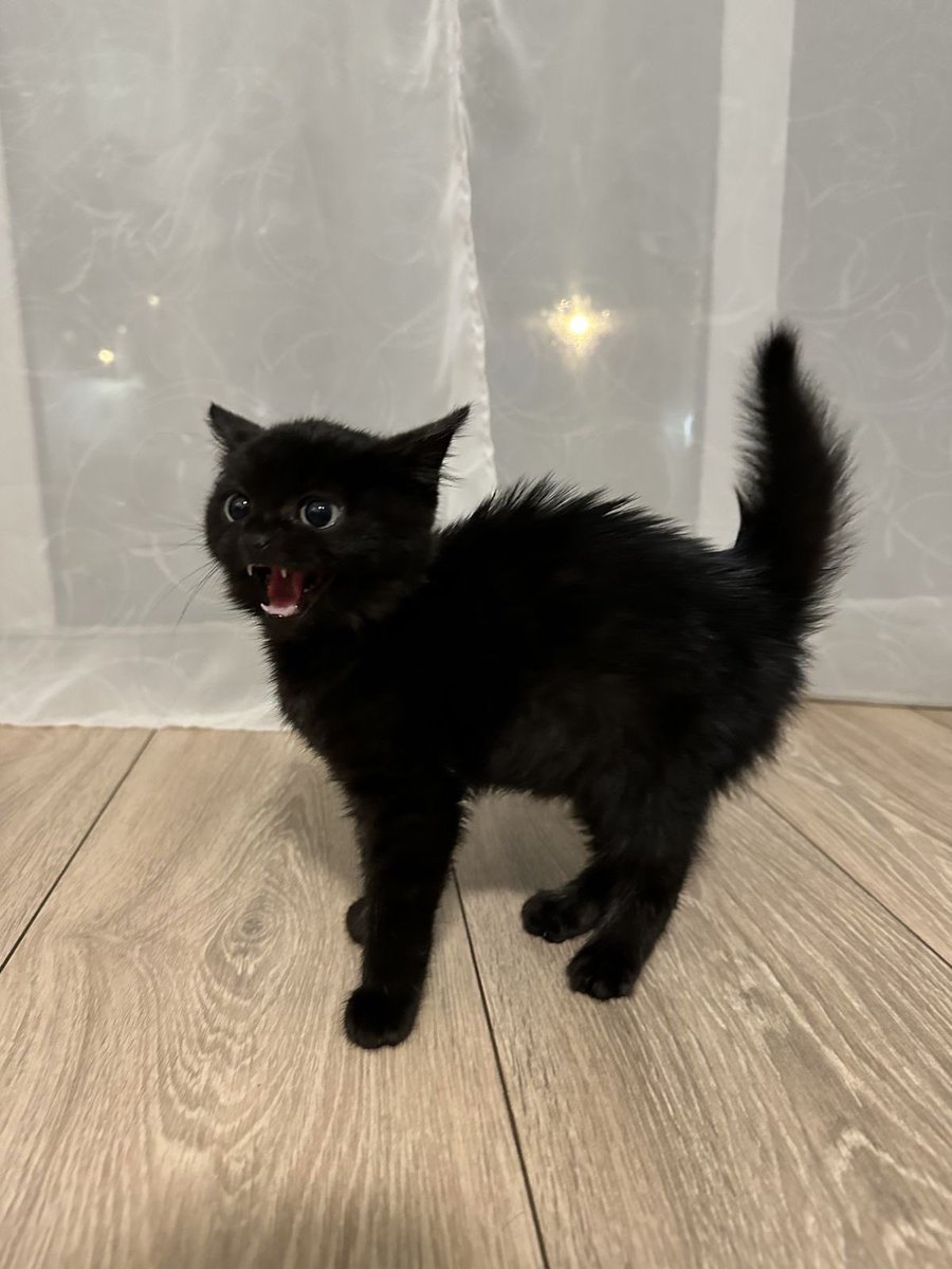 Black cats are not bad luck (@visualscat) on Twitter photo 