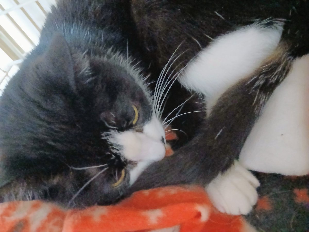 七福神にゃんにゃんズ (@FukuNecoNyan) / Posts / X