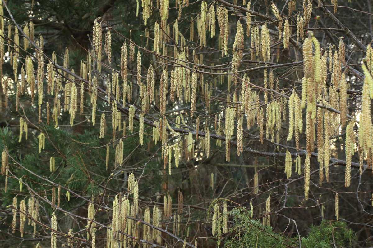 Alan Watson Featherstone tweet media