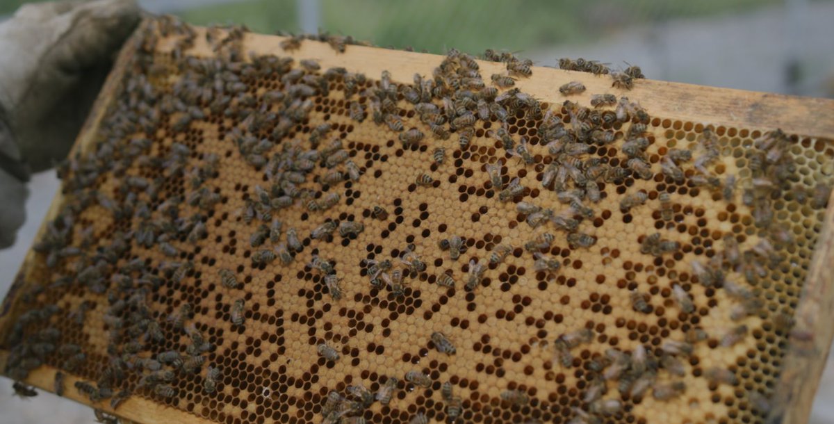 Discovery Silver (TSX:DSV) tweet media