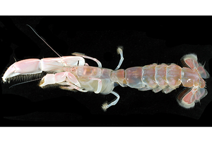 A #newspecies of the ghost #shrimp genus #Neocallichirus Sakai, 1988 (#Decapoda: #Axiidea: #Callichiridae) from #Japan
#taxonomy
doi.org/10.11646/zoota…