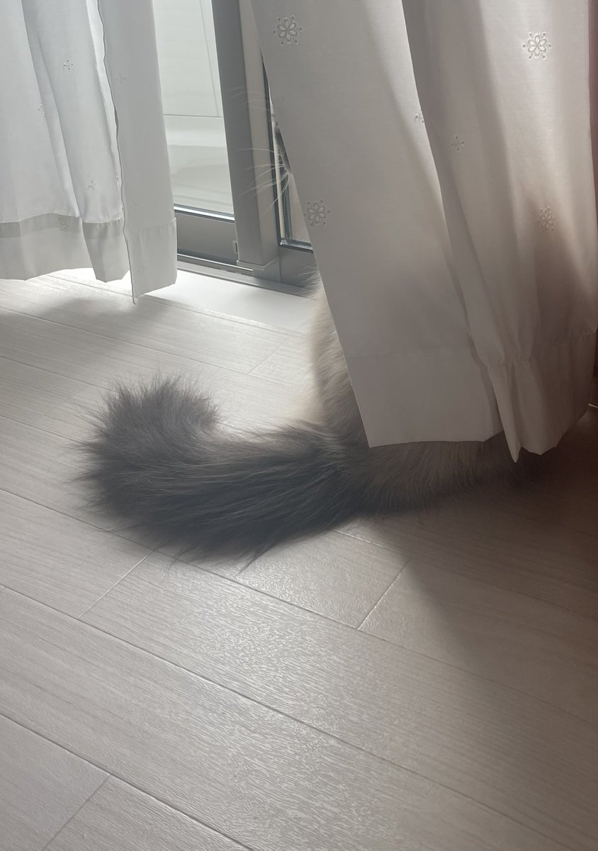 pito0925's tweet photo. ニャルソックス
ニャルソックス

#猫 https://t.co/DWr5rEjCmY