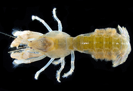 Revalidation of the two #upogebiid mud #shrimp species, Upogebia foresti Ngoc-Ho, 1989 and Upogebia rupicola Komai, 2005, removed from the synonymy of Upogebia carinicauda (Stimpson, 1860) (#Decapoda: #Gebiidea)
#taxonomy
doi.org/10.11646/zoota…