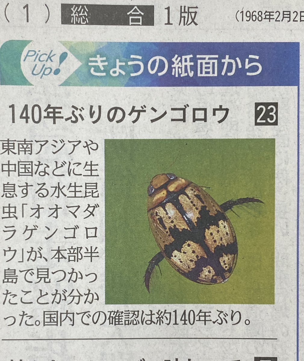 今日の琉球新報の一面はゲンゴロウ！