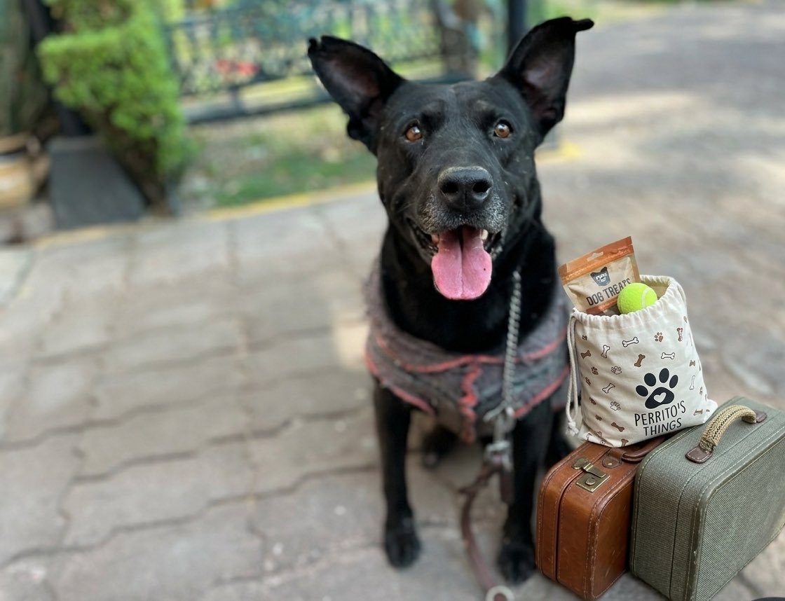 Hola… por si aún no me conoces, me llamo Slinky 🐾
Soy uno de los perritos rescatados de Hela y hoy paso a contarte un poquito de mi historia… con la esperanza de que quieras ser mi familia.

Siempre tengo mis maletitas listas, porque nunca se sabe cuándo llegará ese gran día.