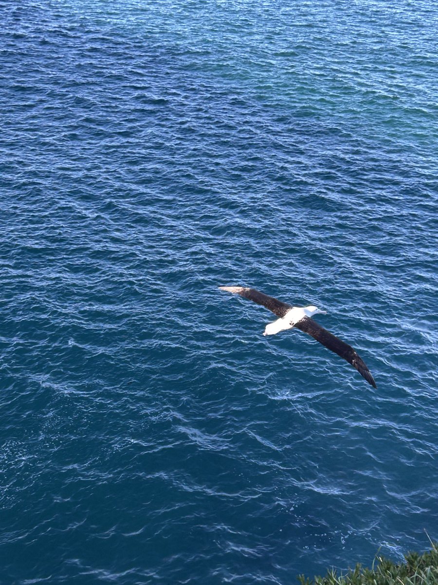 tinystork's tweet photo. still in awe of the toroa (royal albatross) we saw yesterday https://t.co/8tYwFpsh6w