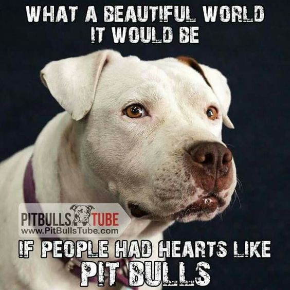 Pit Bulls Against Discrimination (@pitbullsad) on Twitter photo 