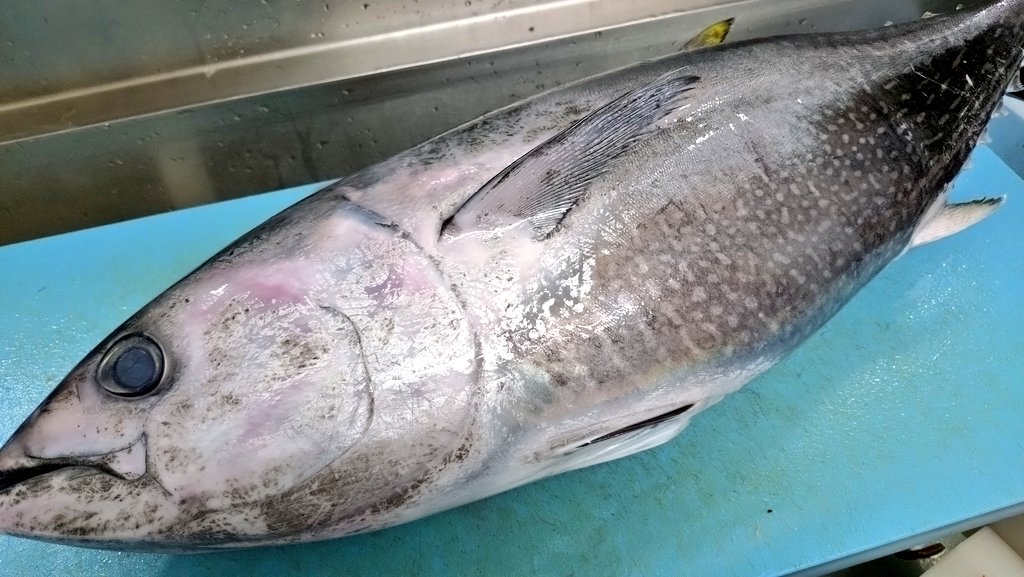 🐟NoZoMi🐡 (@NoZoMi62899360) / Posts / X