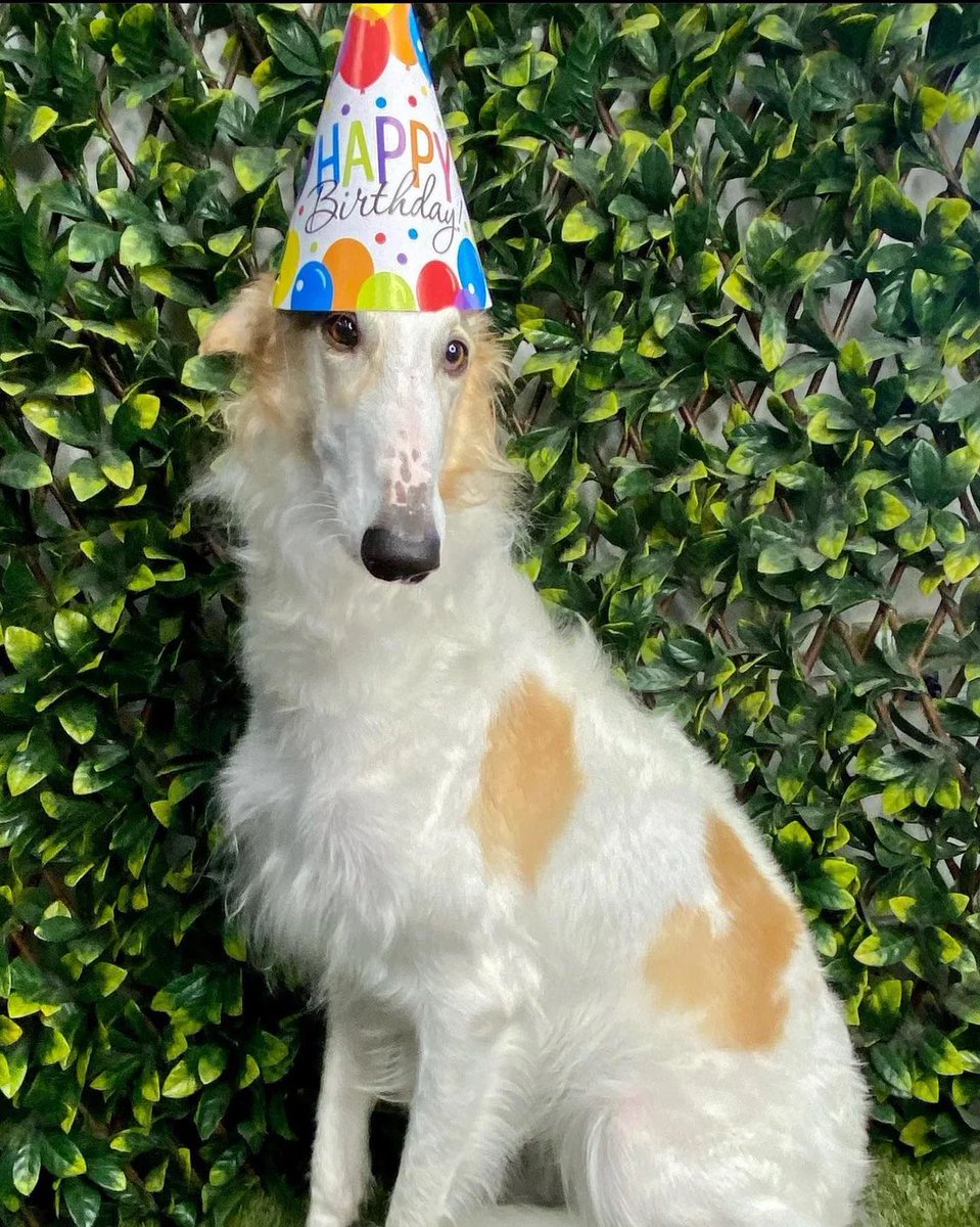 ✚ nico tweet media