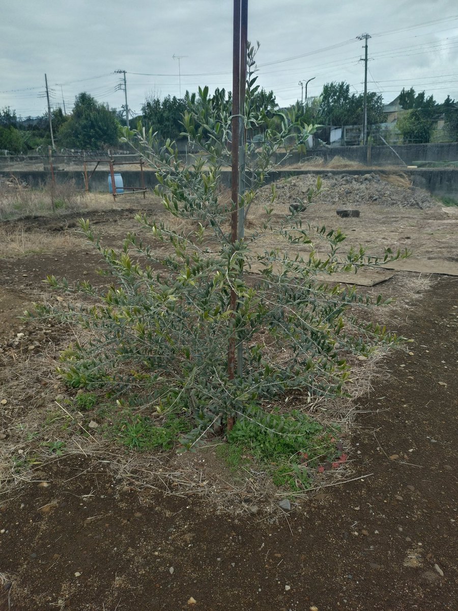 itomenako's tweet photo. 2026年3月、オリーブを植えてから10ヶ月が経過。大きな変化はないが、冬を乗り切った！一安心しました。#ガーデニング　#果樹　#オリーブ https://t.co/0cIXrKoRjJ