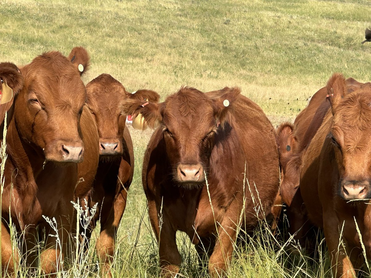 Central Sandhills Beef Educator tweet media