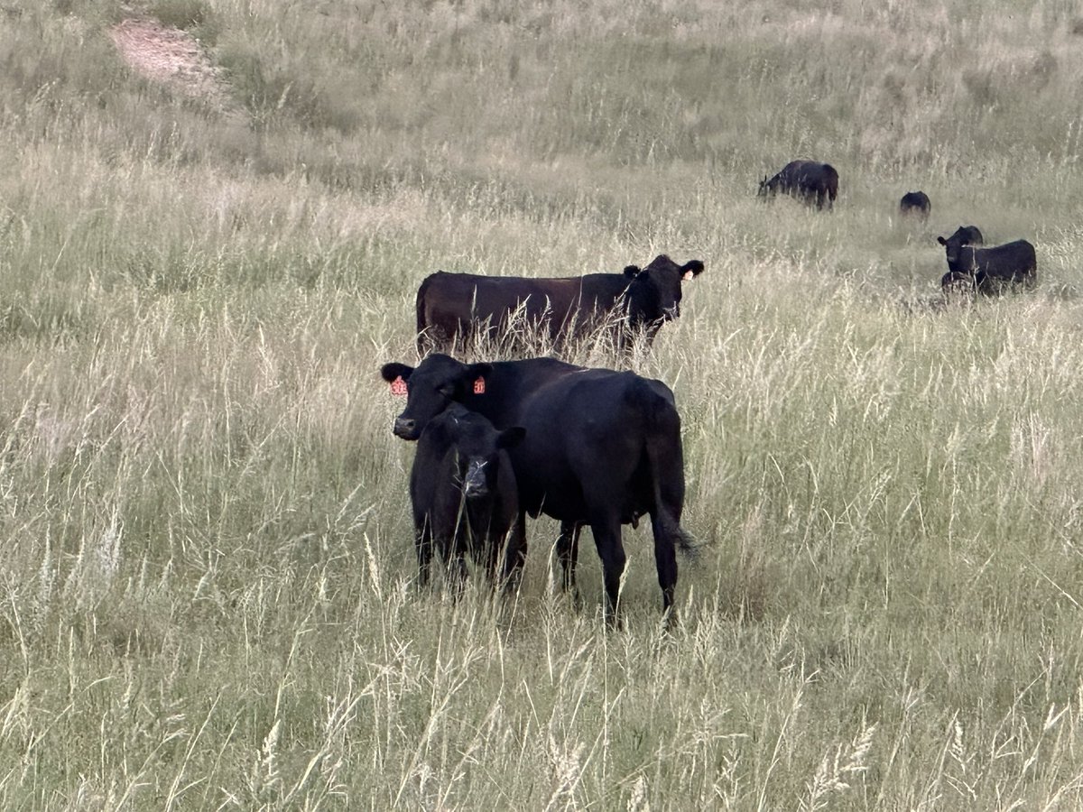 Central Sandhills Beef Educator tweet media