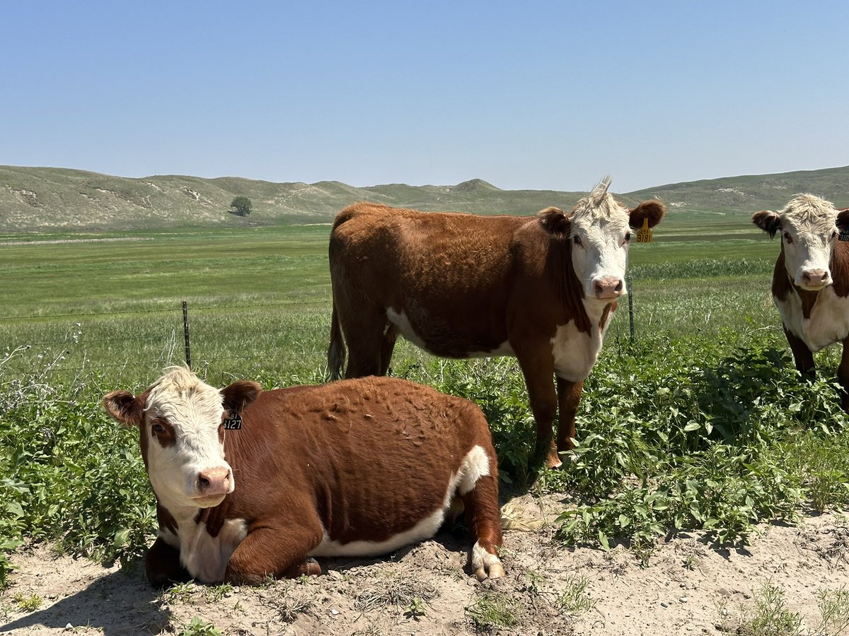 Central Sandhills Beef Educator tweet media
