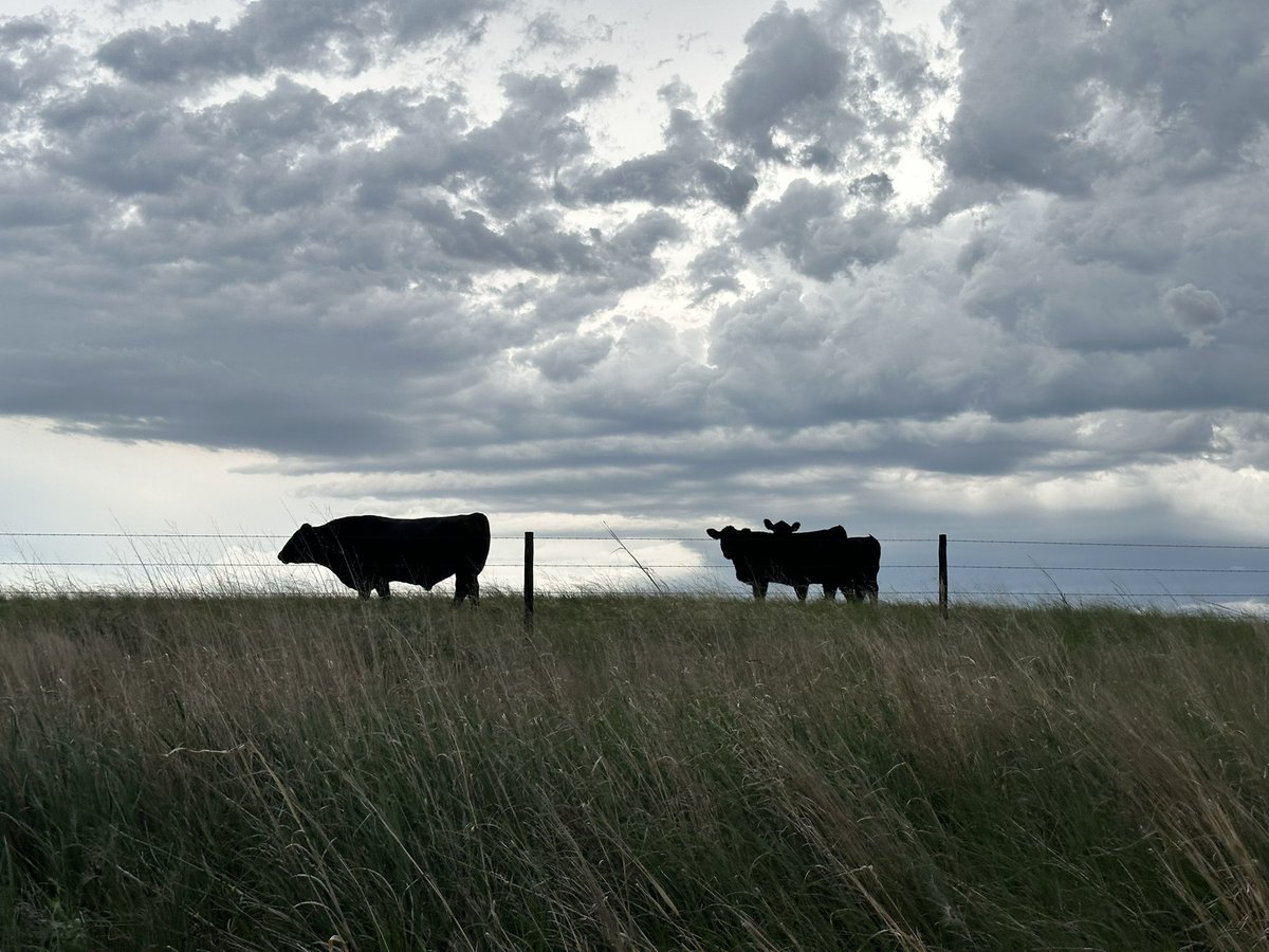 Central Sandhills Beef Educator tweet media