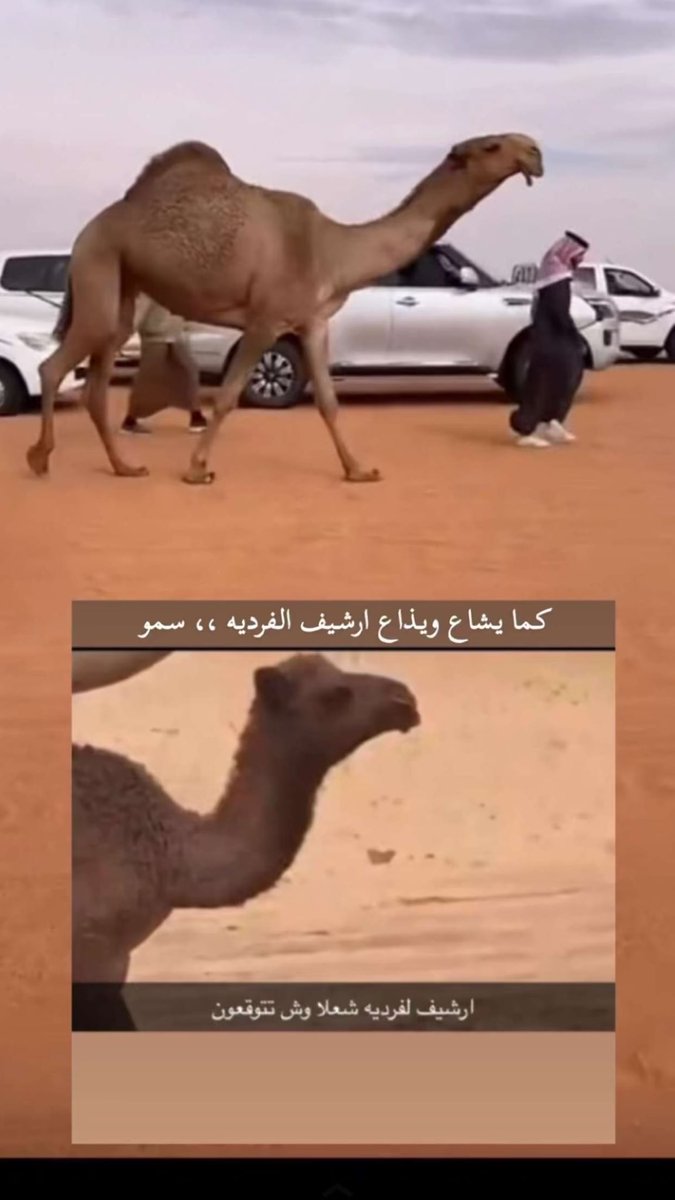 ماجد النتو tweet media