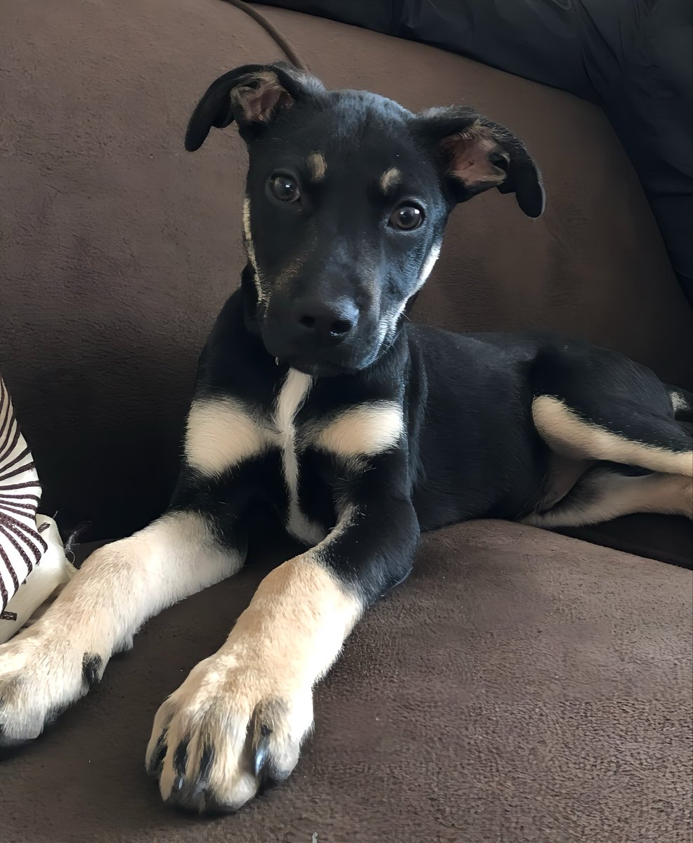 Happy 4th Gotcha Day to darling <a href="/AustinHalifax/">Austin</a> who brings so much joy to all who know him. 🥰♥️🐾