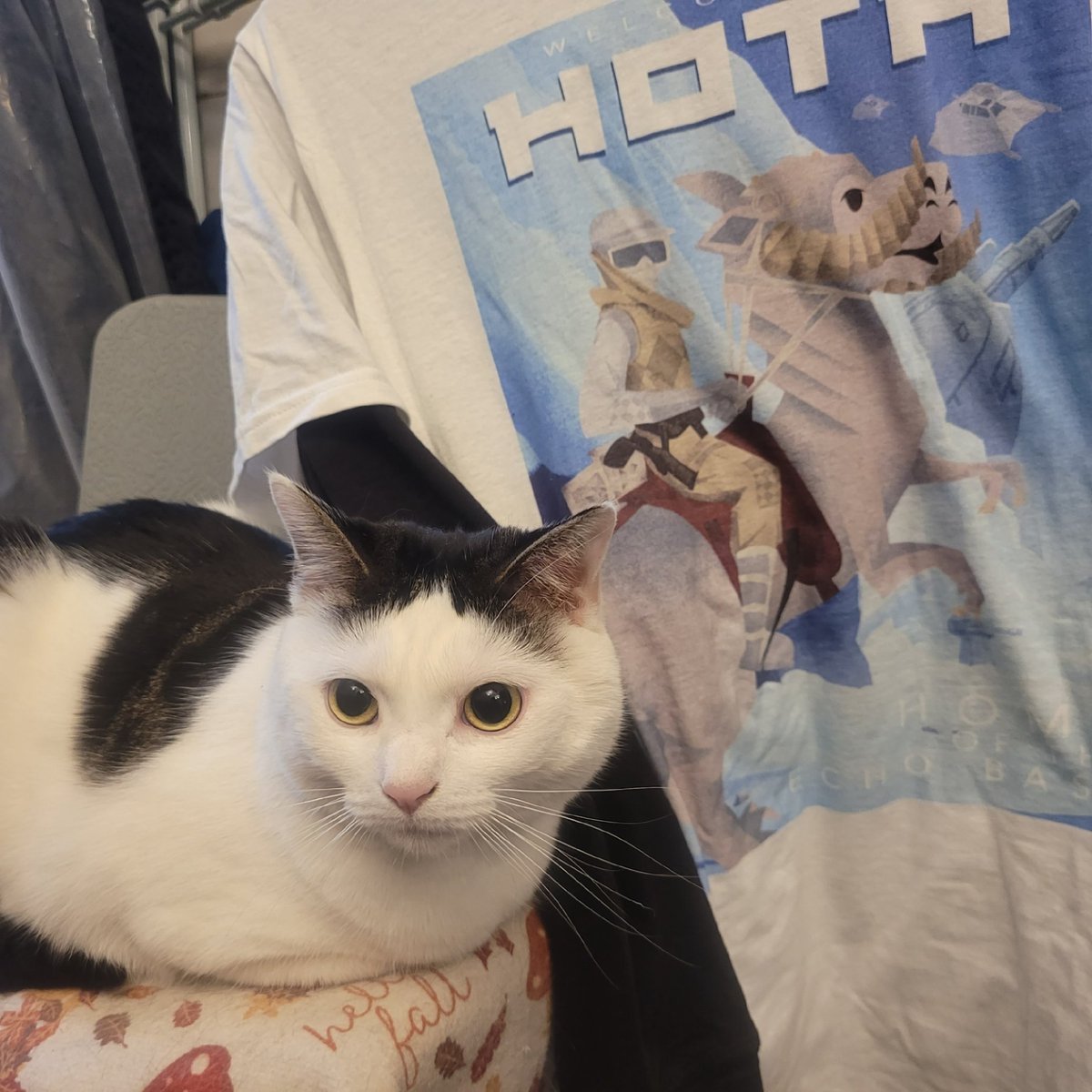 Jedi Mushroom Skywalker tweet media