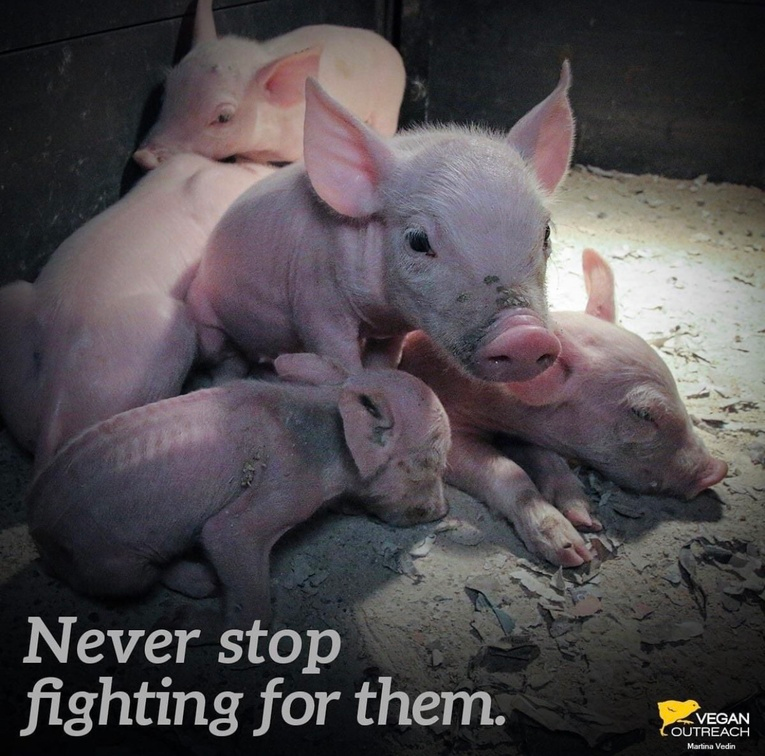 Vegan Future (@veganfuture) on Twitter photo 