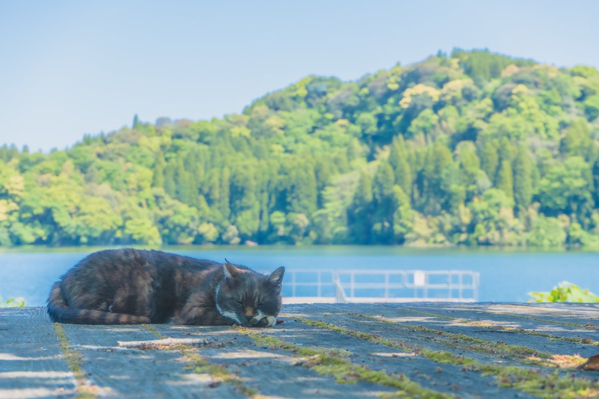 そうだ 鹿児島、行こう。 tweet media