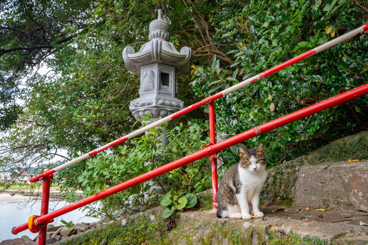 そうだ 鹿児島、行こう。 tweet media
