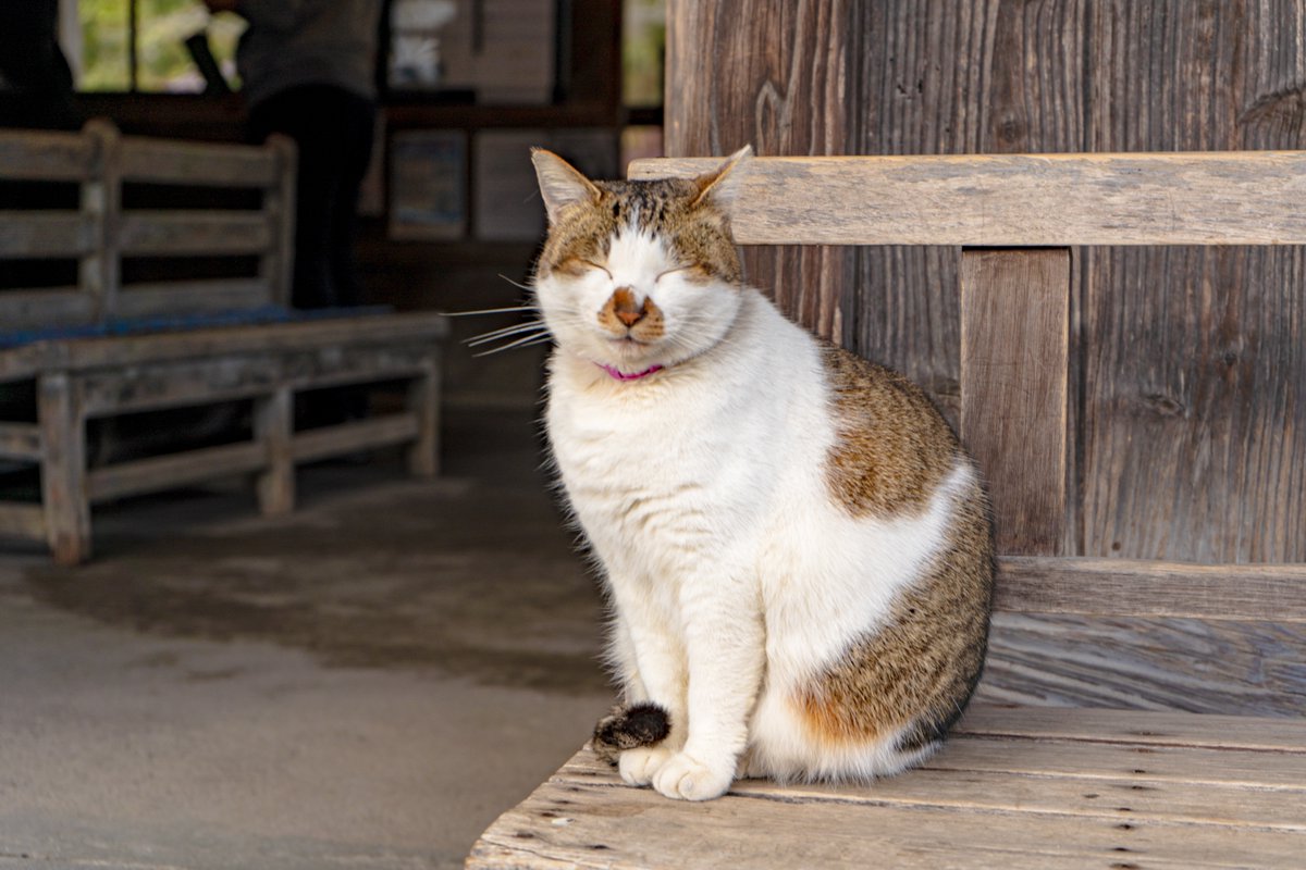 そうだ 鹿児島、行こう。 tweet media