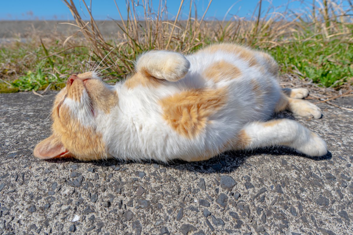 そうだ 鹿児島、行こう。 tweet media