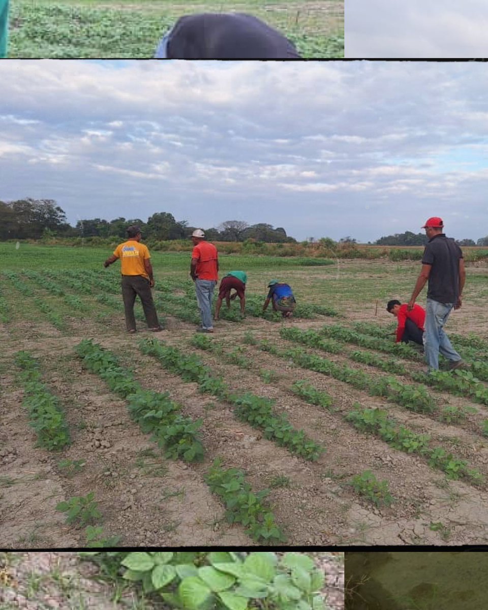 Asoportuguesa🌱 tweet media