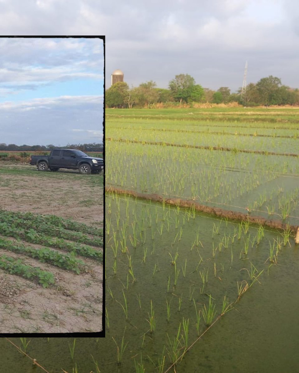 Asoportuguesa🌱 tweet media